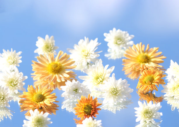 美丽的秋菊在蓝天的背景下图片下载