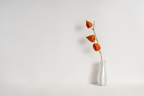 瓶有白色背景上的酸浆的干枝图片下载