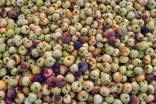 腐烂和过熟的苹果。背景。图片下载
