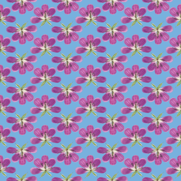 天竺葵,天竺葵属植物。插图，花的纹理。连续复制的无缝模式。花卉背景，照片拼贴为纺织，棉花织物。墙纸，封面，打印图片下载