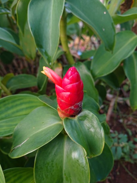 2021年10月24日，印度尼西亚雅加达，一株开红花的山茱萸。图片下载