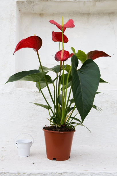 花烛属植物图片下载