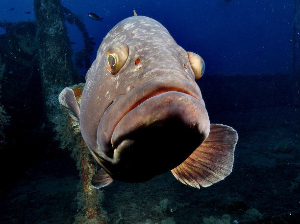 特写暗石斑鱼在地中海塞浦路斯在蓝色背景看相机边缘石斑鱼图片下载
