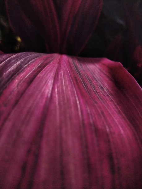 观赏植物肌理图片下载