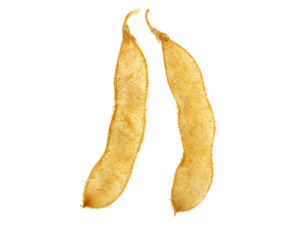 大豆荚果分离在白色，甘氨酸max图片下载