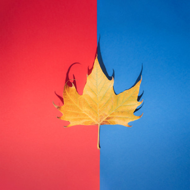 黄色的离开。红色和蓝色柔和的背景上的秋天。图片下载