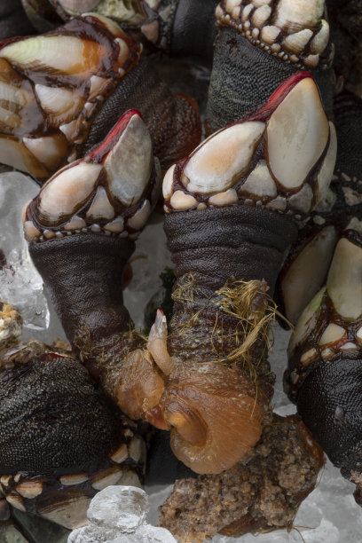 新鲜的生鹅藤壶在冰上冷却图片下载