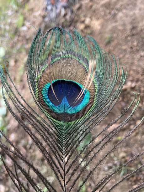 美丽的孔雀羽毛图片下载