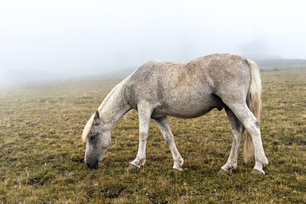 灰白色的马在黑色的斑点在山上吃草在雾中的家畜图片下载