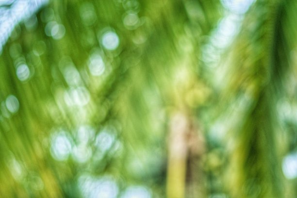 椰子树与夏天的时间散焦图片下载