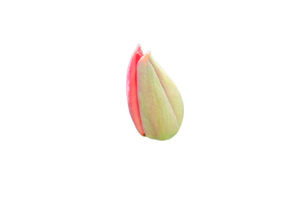 郁金香的小花蕾。春花芽分离在白色背景上。图片下载