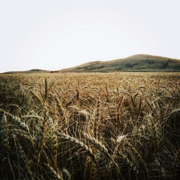 金色的麦田图片下载