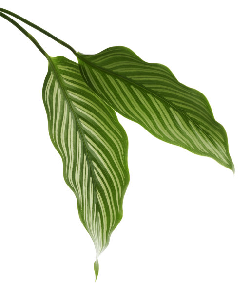 珊瑚叶有白色条纹的绿色叶子热带叶子孤立在白色背景上有修剪的路径