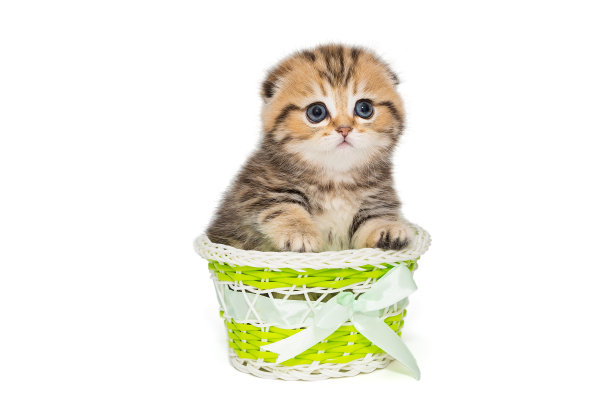 绿色篮子里的苏格兰小猫图片下载