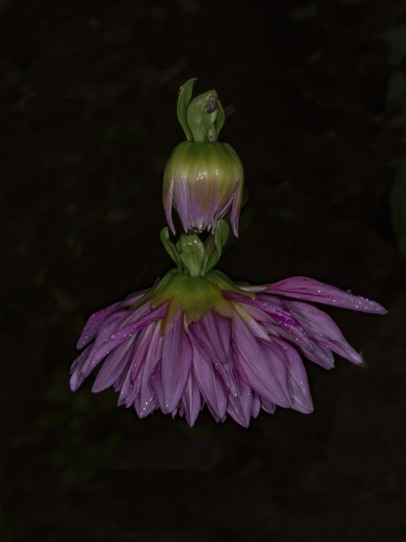 新开的秋菊和雨滴。图片下载