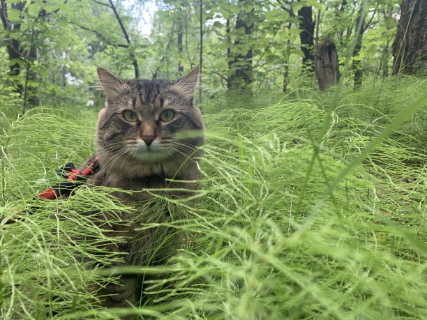 草地上的猫图片下载