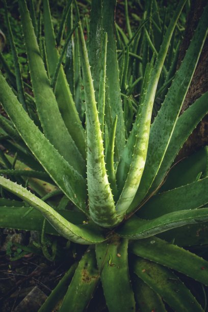 花园里有新鲜的芦荟图片下载