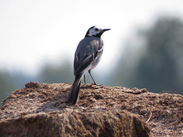 美丽的小鸟图片下载