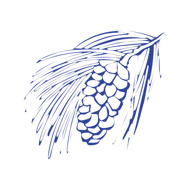 圣诞元素。圣诞节的松果。图片下载