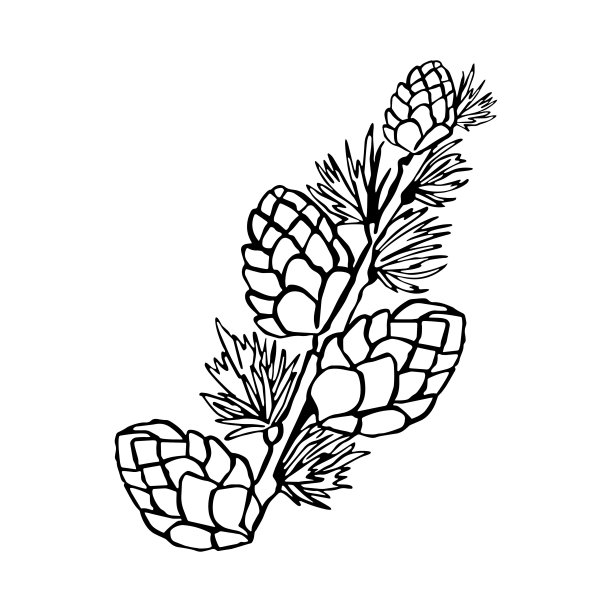 圣诞元素。圣诞节的松果。图片下载