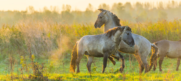 在秋天日出的明亮阳光下，在湿地的田野里玩耍的马图片下载