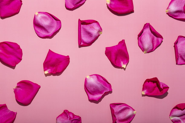 粉红色背景上粉红色的玫瑰花瓣。浪漫的花瓣背景图片下载