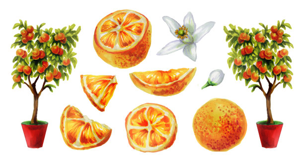 植物水彩插图的一棵橘子树，花水果切成两半和切片。圣诞节的植物。水彩组剪纸。图片下载