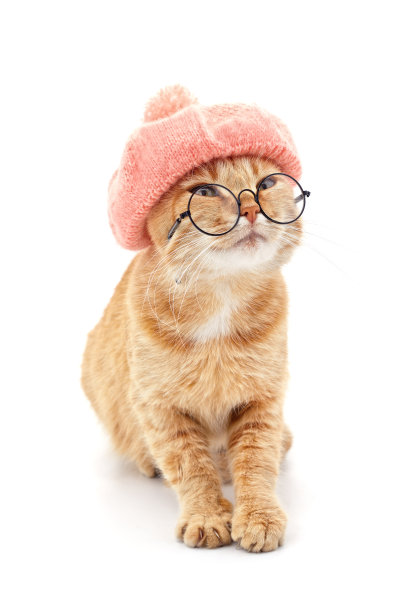 戴帽子戴眼镜的猫。图片下载