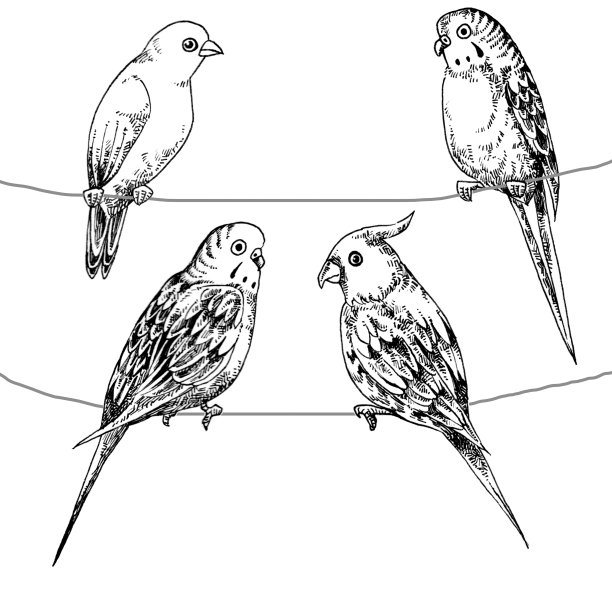 收集鹦鹉手绘插图图片下载