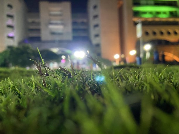绿色的草地在夜晚图片下载