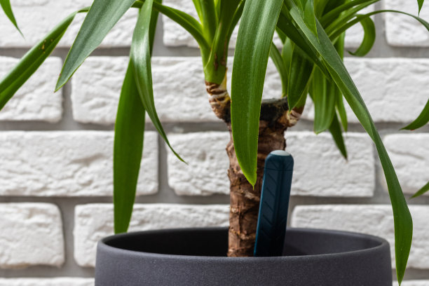 家用绿色植物盆栽特写。图片下载