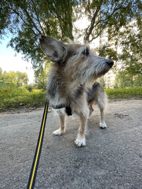 可爱的混血狗在散步图片下载