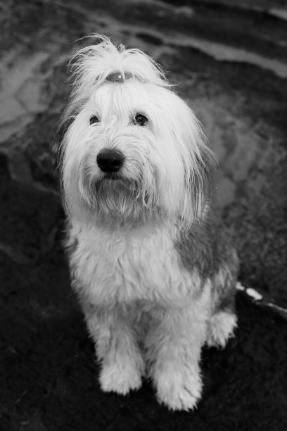 老英国牧羊犬看着照相机图片下载