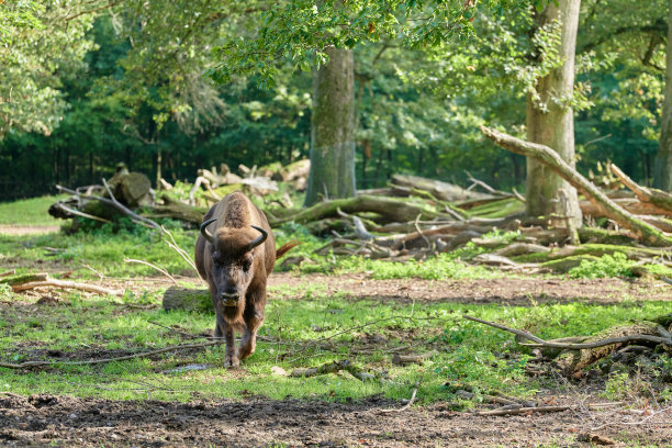 欧洲野牛图片下载