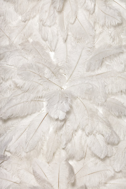 白色鸵鸟羽毛的纹理和背景。图片下载