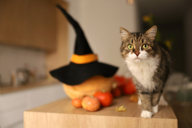 毛茸茸的猫站在一张有南瓜和女巫帽子的桌子上。万圣节的概念图片下载