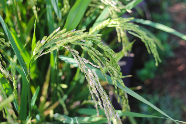 早晨在田里种水稻或水田图片下载