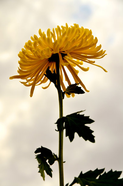 一个黄色的妈妈图片下载