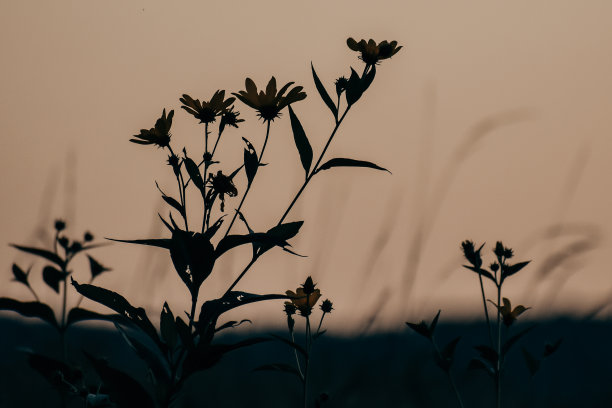 野花日落图片下载