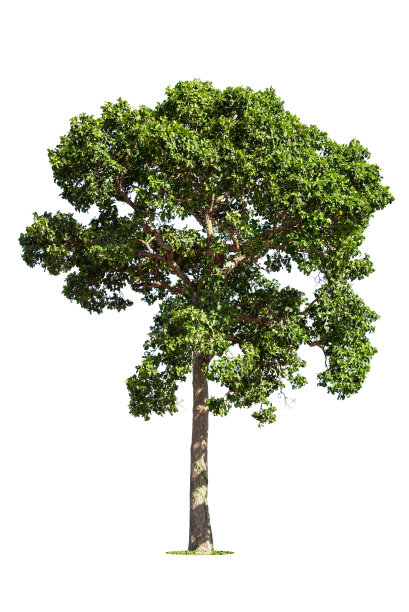 孤立的绿色的树图片下载