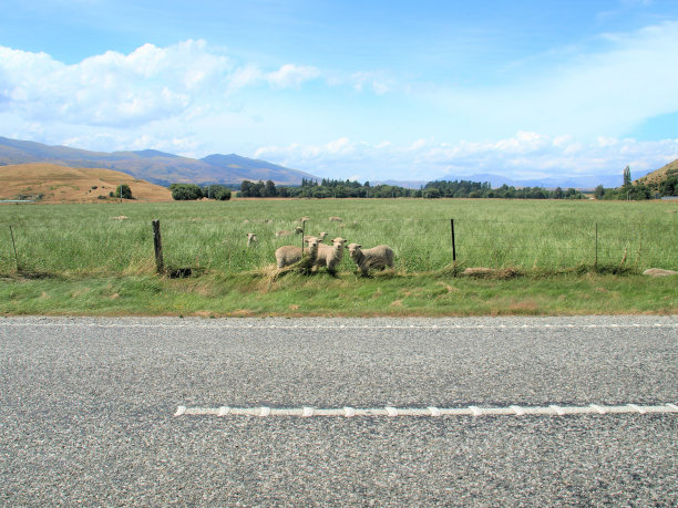 好奇的小羊羔图片下载