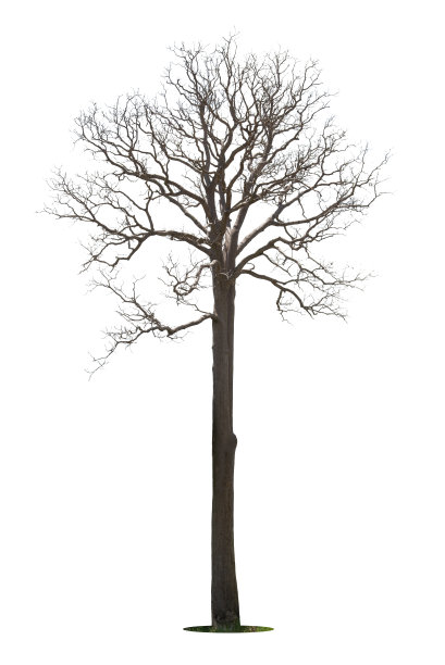 死树隔离图片下载