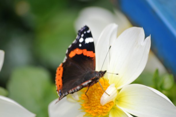 花上蝴蝶图片下载