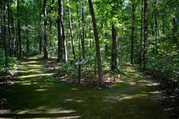 长满青苔的徒步旅行图片下载