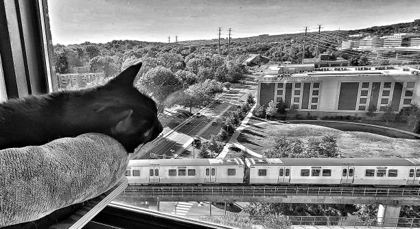 黑猫在城里看火车图片下载