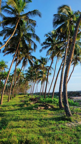 美丽的椰树系列在海岸与蓝天的背景图片下载