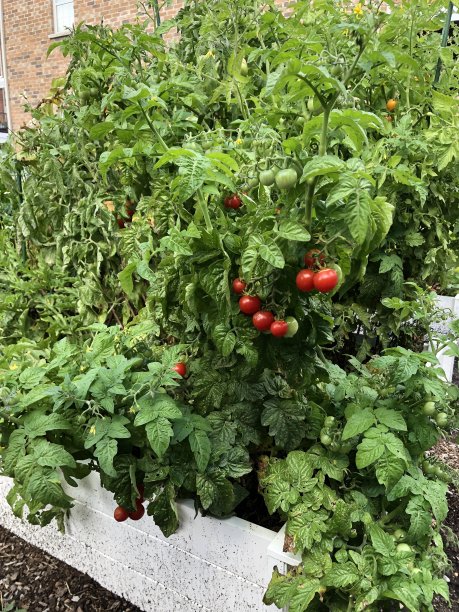 花园里有樱桃番茄图片下载