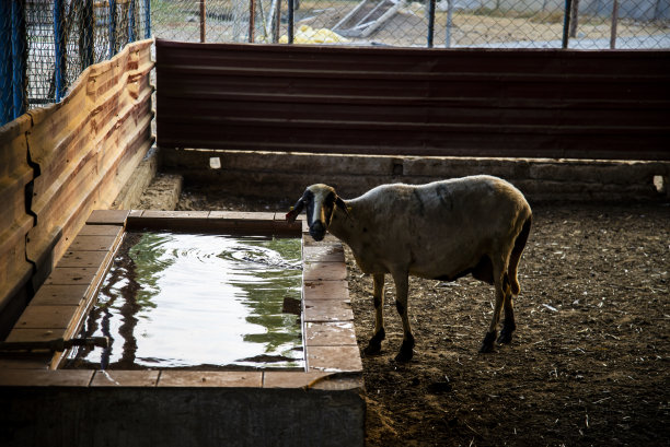 山羊在喝水。阳光照在水面上图片下载