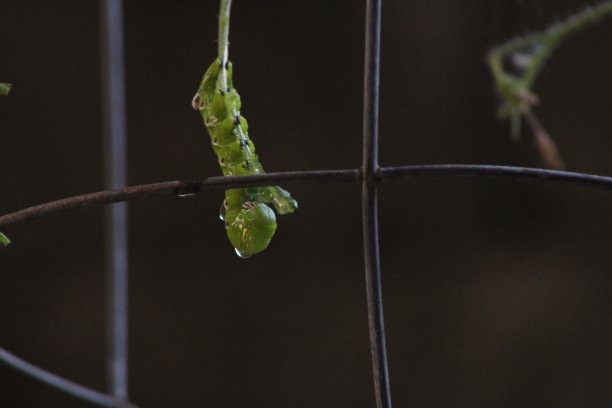 绿色毛毛虫在植物上进食图片下载