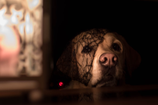 万圣节狗图片下载